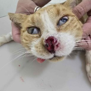 MarousiGataPyrovolimeniAerovolo23 10 2025 4