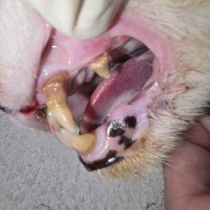 MarousiGataPyrovolimeniAerovolo23 10 2025 5