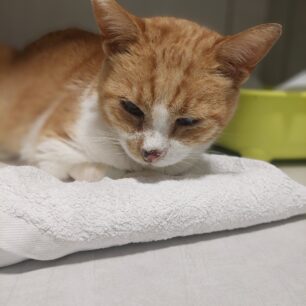 MarousiGataPyrovolimeniAerovolo3 11 2025 1