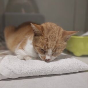 MarousiGataPyrovolimeniAerovolo3 11 2025 2