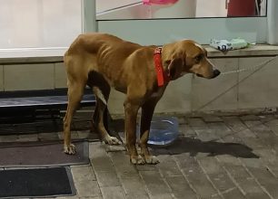 Μεγαλόπολη Αρκαδίας: Βρήκαν σκύλο ζωντανό μέσα σε τσουβάλι πεταμένο σε κάδο σκουπιδιών (βίντεο)