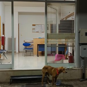 Μεγαλόπολη Αρκαδίας: Βρήκαν σκύλο ζωντανό μέσα σε τσουβάλι πεταμένο σε κάδο σκουπιδιών (βίντεο) 4 MegalopoliArkadiasSkylosTsouvaliKados22 11 2025 4