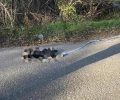 Ορεστιάδα: Πτώμα σκύλου σε προχωρημένη σήψη βρέθηκε πεταμένο στον δρόμο δεμένο από το πόδι με ιμάντα