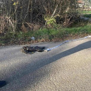 Ορεστιάδα: Πτώμα σκύλου σε προχωρημένη σήψη βρέθηκε πεταμένο στον δρόμο δεμένο από το πόδι με ιμάντα 2 OrestiadaPtomaSkylouDemenoImantas26 11 2025 3