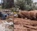 Περιβολάκια Μεσσηνίας: Πέταξε ζωντανό στα σκουπίδια μεγαλόσωμο σκύλο που τον έτρωγαν τα σκουλήκια (βίντεο)