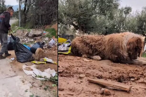 Περιβολάκια Μεσσηνίας: Πέταξε ζωντανό στα σκουπίδια μεγαλόσωμο σκύλο που τον έτρωγαν τα σκουλήκια (βίντεο)