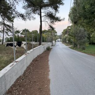 Ρόδος: Ακόμα μια αγελάδα δεμένη και σκελετωμένη κακοποιείται από τον ιδιοκτήτη της – Ως πότε θα αδιαφορούν οι αρχές; 2 RodosSkeletomeniAgelada6 11 2025 1