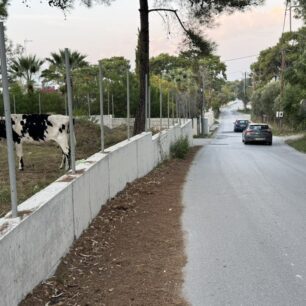 Ρόδος: Ακόμα μια αγελάδα δεμένη και σκελετωμένη κακοποιείται από τον ιδιοκτήτη της – Ως πότε θα αδιαφορούν οι αρχές; 1 RodosSkeletomeniAgelada6 11 2025 2