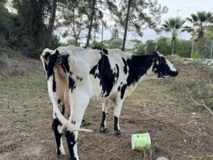 Ρόδος: Ακόμα μια αγελάδα δεμένη και σκελετωμένη κακοποιείται από τον ιδιοκτήτη της – Ως πότε θα αδιαφορούν οι αρχές;