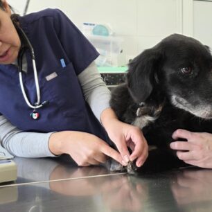 RodosSkylosKommenaPodia3 11 2025 0