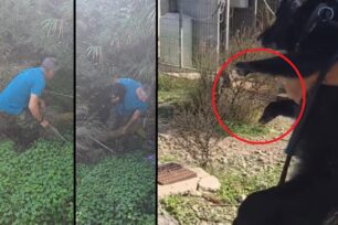 Ρόδος: Σκύλος με κομμένα τα μπροστινά του πόδια βρέθηκε ζωντανός μέσα σε ρέμα (βίντεο)