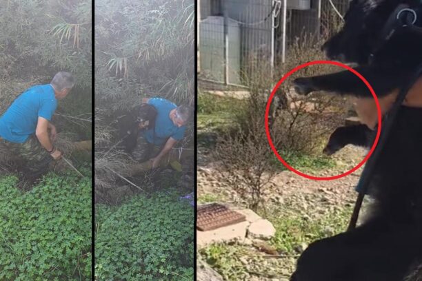 Ρόδος: Σκύλος με κομμένα τα μπροστινά του πόδια βρέθηκε ζωντανός μέσα σε ρέμα (βίντεο)