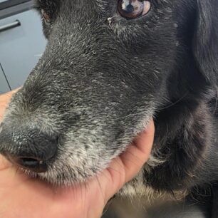 RodosSkylosKommenaPodia3 11 2025 13