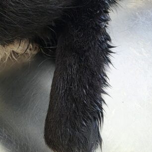 RodosSkylosKommenaPodia3 11 2025 14