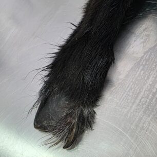 RodosSkylosKommenaPodia3 11 2025 15