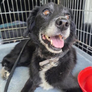 RodosSkylosKommenaPodia3 11 2025 17