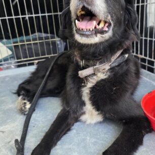 RodosSkylosKommenaPodia3 11 2025 18