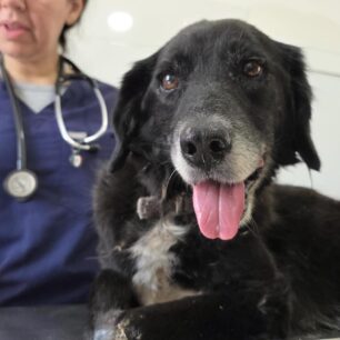 RodosSkylosKommenaPodia3 11 2025 2