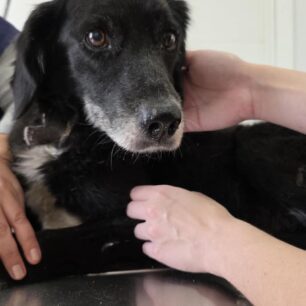 RodosSkylosKommenaPodia3 11 2025 3