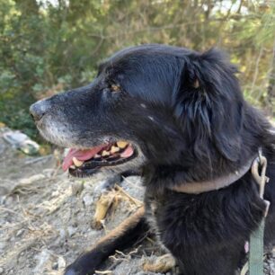 RodosSkylosKommenaPodia3 11 2025 8