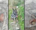 Ροτάσι Ηρακλείου Κρήτης: Ο εκπαιδευμένος σκύλος βρήκε φόλες δηλητηριασμένα λουκάνικα και ένα δολοφονημένο πετροκούναβο