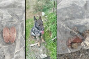 Ροτάσι Ηρακλείου Κρήτης: Ο εκπαιδευμένος σκύλος βρήκε φόλες δηλητηριασμένα λουκάνικα και ένα δολοφονημένο πετροκούναβο