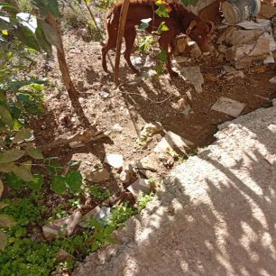 Σούδα Χανίων: Κατήγγειλε την κακοποίηση μέχρι θανάτου σκυλιών και όλοι στράφηκαν εναντίον της (βίντεο) 3 SoudaHanionSkeletomenosSkylos10 11 2025 1