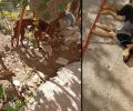 Σούδα Χανίων: Κατήγγειλε την κακοποίηση μέχρι θανάτου σκυλιών και όλοι στράφηκαν εναντίον της (βίντεο)