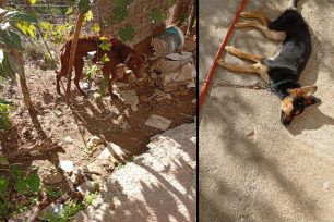Σούδα Χανίων: Κατήγγειλε την κακοποίηση μέχρι θανάτου σκυλιών και όλοι στράφηκαν εναντίον της (βίντεο)