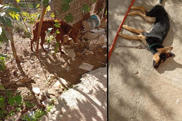 Σούδα Χανίων: Κατήγγειλε την κακοποίηση μέχρι θανάτου σκυλιών και όλοι στράφηκαν εναντίον της (βίντεο)