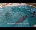 «ΑΡΧΙΠΕΛΑΓΟΣ»: Στο Αττικό Ζωολογικό Πάρκο κακοποιούνται θαλάσσιοι λέοντες και άλλα ζώα (βίντεο)
