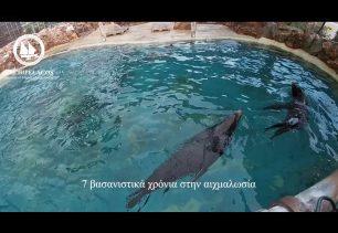 «ΑΡΧΙΠΕΛΑΓΟΣ»: Στο Αττικό Ζωολογικό Πάρκο κακοποιούνται θαλάσσιοι λέοντες και άλλα ζώα (βίντεο)