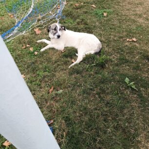 ViotiaAliartosSkylosDixtyGipedoPodosfairou1 11 2025 1