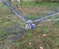 Βοιωτία: Βρήκαν σκύλο ζωντανό παγιδευμένο στο δίχτυ του γηπέδου ποδοσφαίρου στο Γυμνάσιο Αλιάρτου