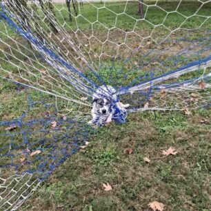 ViotiaAliartosSkylosDixtyGipedoPodosfairou1 11 2025 3