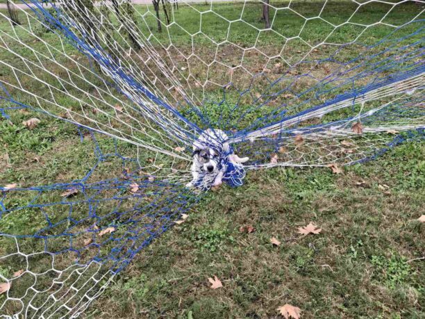 Βοιωτία: Βρήκαν σκύλο ζωντανό παγιδευμένο στο δίχτυ του γηπέδου ποδοσφαίρου στο Γυμνάσιο Αλιάρτου