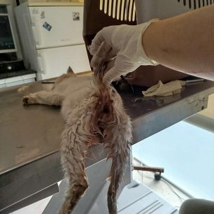 Βόλος Μαγνησίας: Βρέθηκαν γάτες σοβαρά κακοποιημένες στον πρωκτό από ανθρώπινο χέρι 5 VolosMagnisiasTramvatismeniGataProktos22 11 2025 3