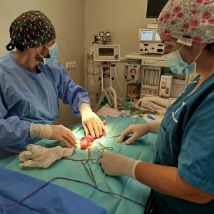 Βόλος Μαγνησίας: Βρέθηκαν γάτες σοβαρά κακοποιημένες στον πρωκτό από ανθρώπινο χέρι 10 VolosMagnisiasTramvatismeniGataProktos24 11 2025 3