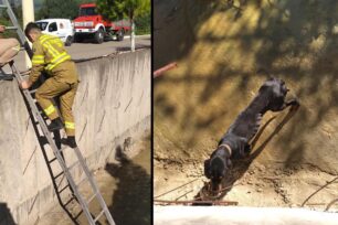 Ζαχάρω Ηλείας: Πυροσβέστες έσωσαν σκελετωμένο κυνηγόσκυλο μέσα από κανάλι με νερό (βίντεο)