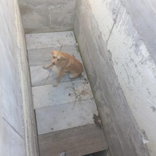AgiosNikolaosArgolidasSkylosNekrotafeio17 12 2025 4