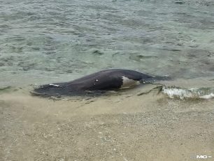Ανάβυσσος Αττικής: Βρήκαν φώκια νεκρή πυροβολημένη με κυνηγετικό όπλο