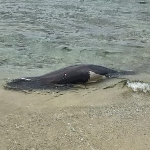 Ανάβυσσος Αττικής: Βρήκαν φώκια νεκρή πυροβολημένη με κυνηγετικό όπλο 1 AnavyssosAttikisPyrovolimeniFokia12 2025 1
