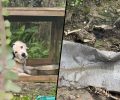 Την κακοποίηση έγκλειστων σκυλιών στο Δημοτικό Κυνοκομείο Ανδρίτσαινας - Κρεστένων καταγγέλλει η Μ.Κ.Ο. «Save a Greek Stray»