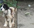 Σκυλιά πεθαίνουν στο παράνομο Δημοτικό Κυνοκομείο Ανδρίτσαινας – Κρεστένων και η Εισαγγελία ακόμα δεν έχει δώσει εντολή απομάκρυνσης τους (βίντεο)