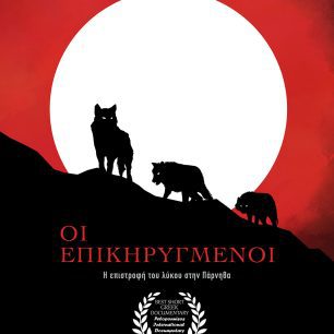 «Οι Επικηρυγμένοι» το ντοκιμαντέρ για την επανεμφάνιση λύκων στην Πάρνηθα (βίντεο) 1 DocumentaryLykosParnithaEpikirygmenoi2025 2
