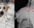 Δροσοχώρι Ιωαννίνων: Κανείς δεν καταγγέλλει ποιος άνδρας με κυνηγετικό όπλο πυροβόλησε τρεις φορές τον αδέσποτο σκύλο (βίντεο)