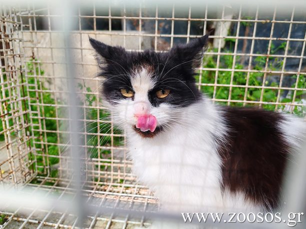 Διευκρινίσεις για περισυλλογή, επανένταξη, φροντίδα των αδέσποτων δίνει με εγκύκλιο του το Υπουργείο Εσωτερικών