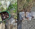 Γιούχτας Ηρακλείου Κρήτης: Έριξε φόλες και δολοφόνησε ζώα εντός του Καταφυγίου Άγριας Ζωής
