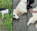 Κακόρρευμα Μεσσηνίας: Με φόλες δηλητηρίασε σκυλιά