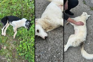 Κακόρρευμα Μεσσηνίας: Με φόλες δηλητηρίασε σκυλιά